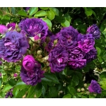 Bleu Magenta / Блю Маджента
